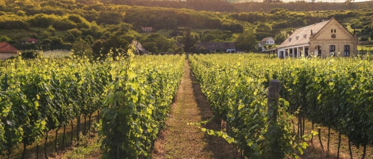 Domaine viticole
